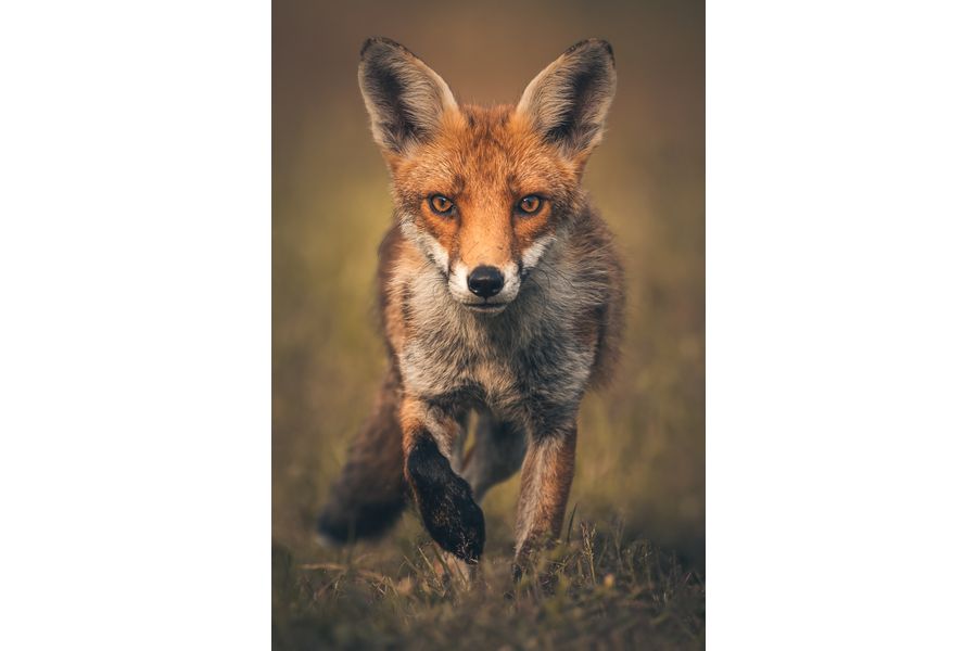 Curious Fox