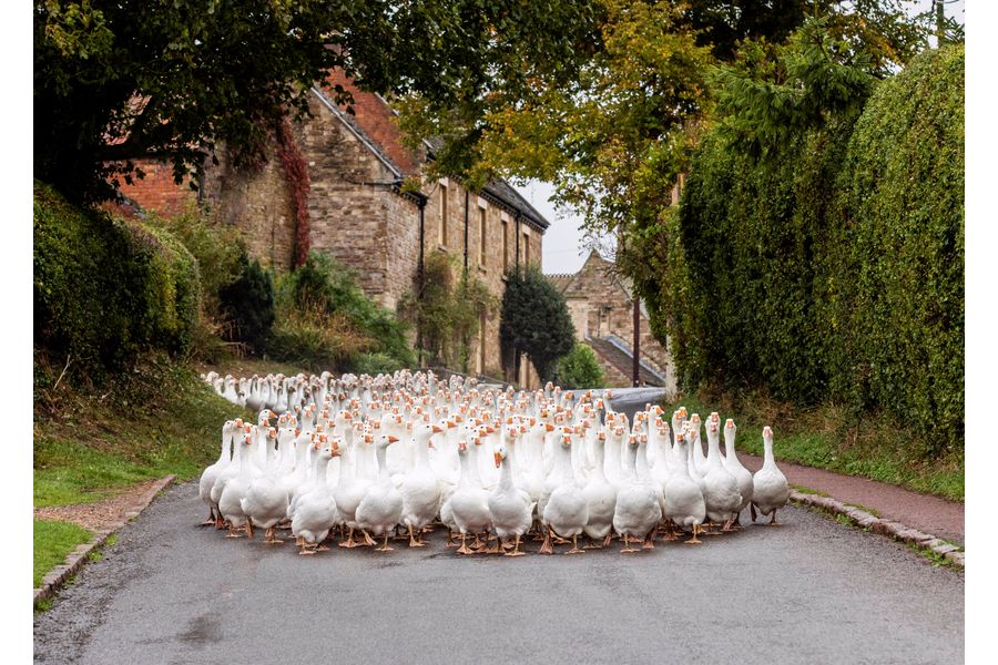 Geese Stop Traffic