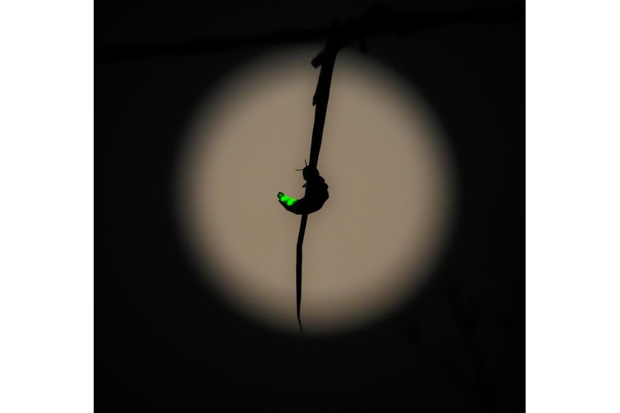 Glow worm against moon