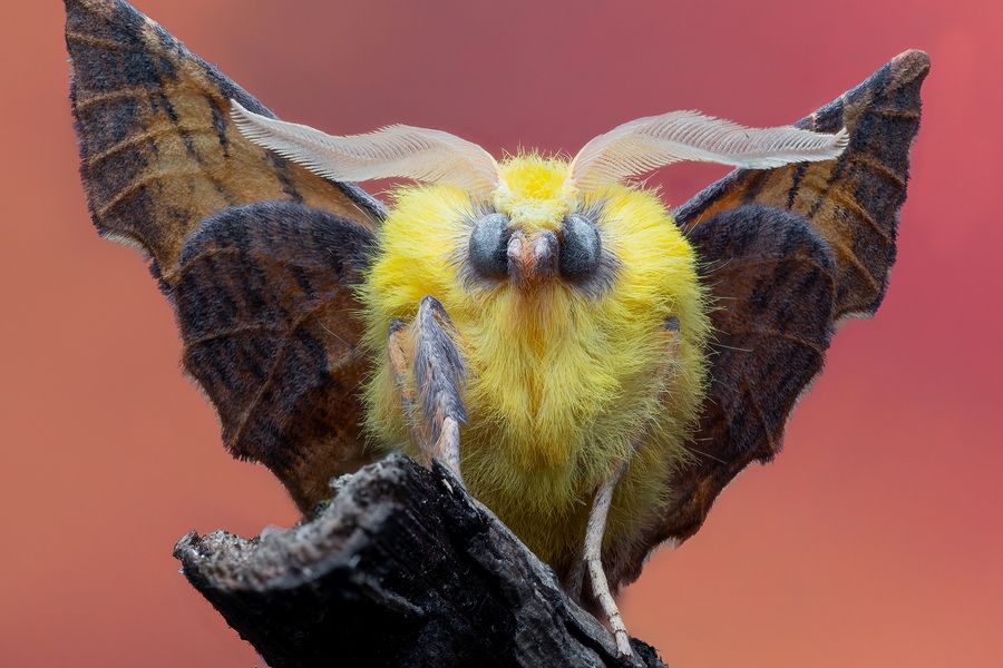 Majestic Moth
