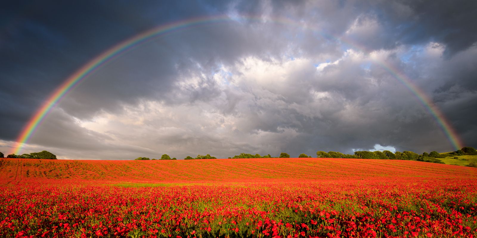 Rainbow Over The Poppies