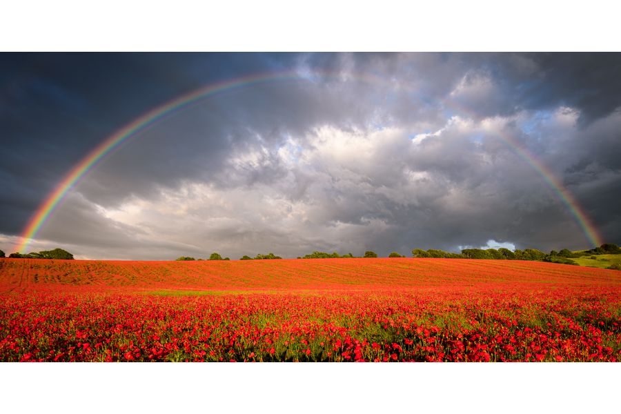 Rainbow Over The Poppies