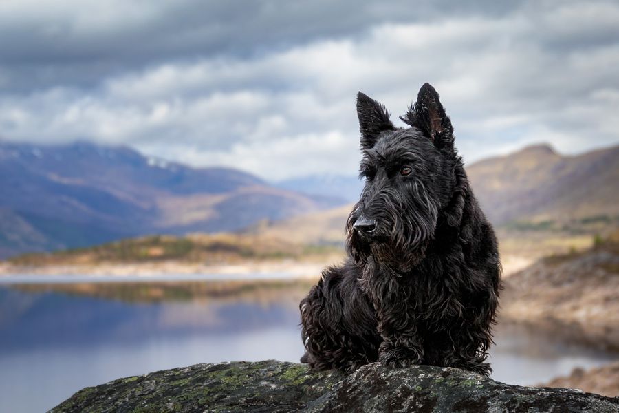 A Scottie in Scotland 