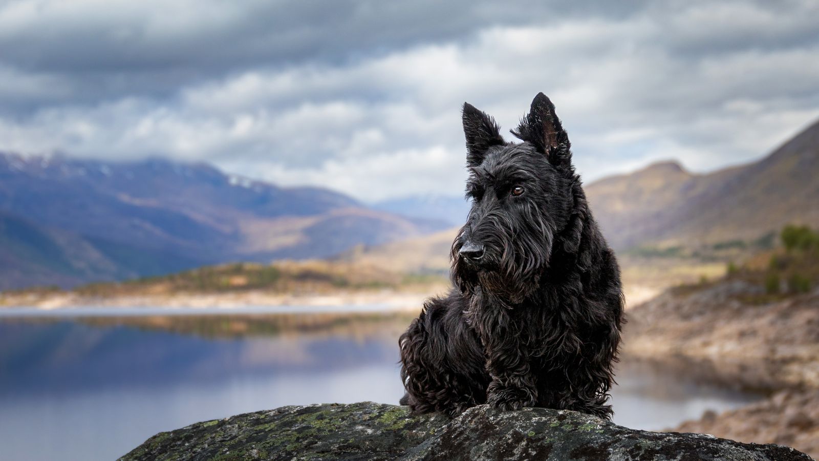 A Scottie in Scotland 