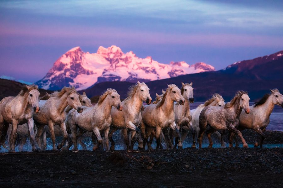 The Mountain Herd