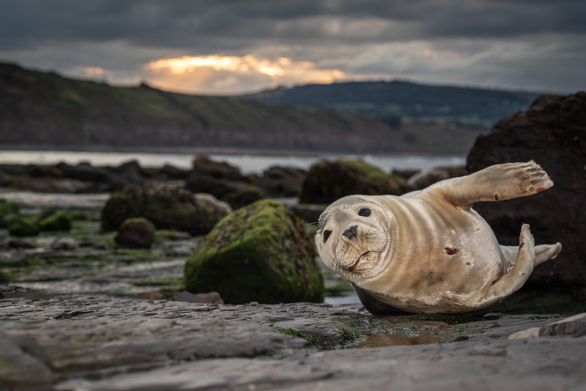 Common Seal | Water Life 2019 Shortlist | British Photography Awards