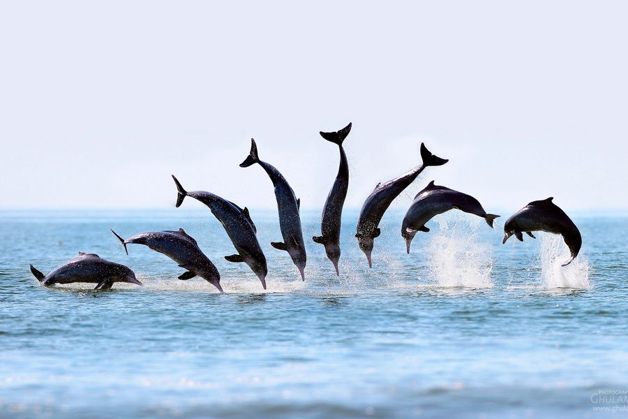 Acrobats of Dolphin