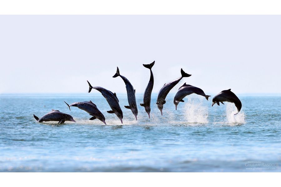 Acrobats of Dolphin