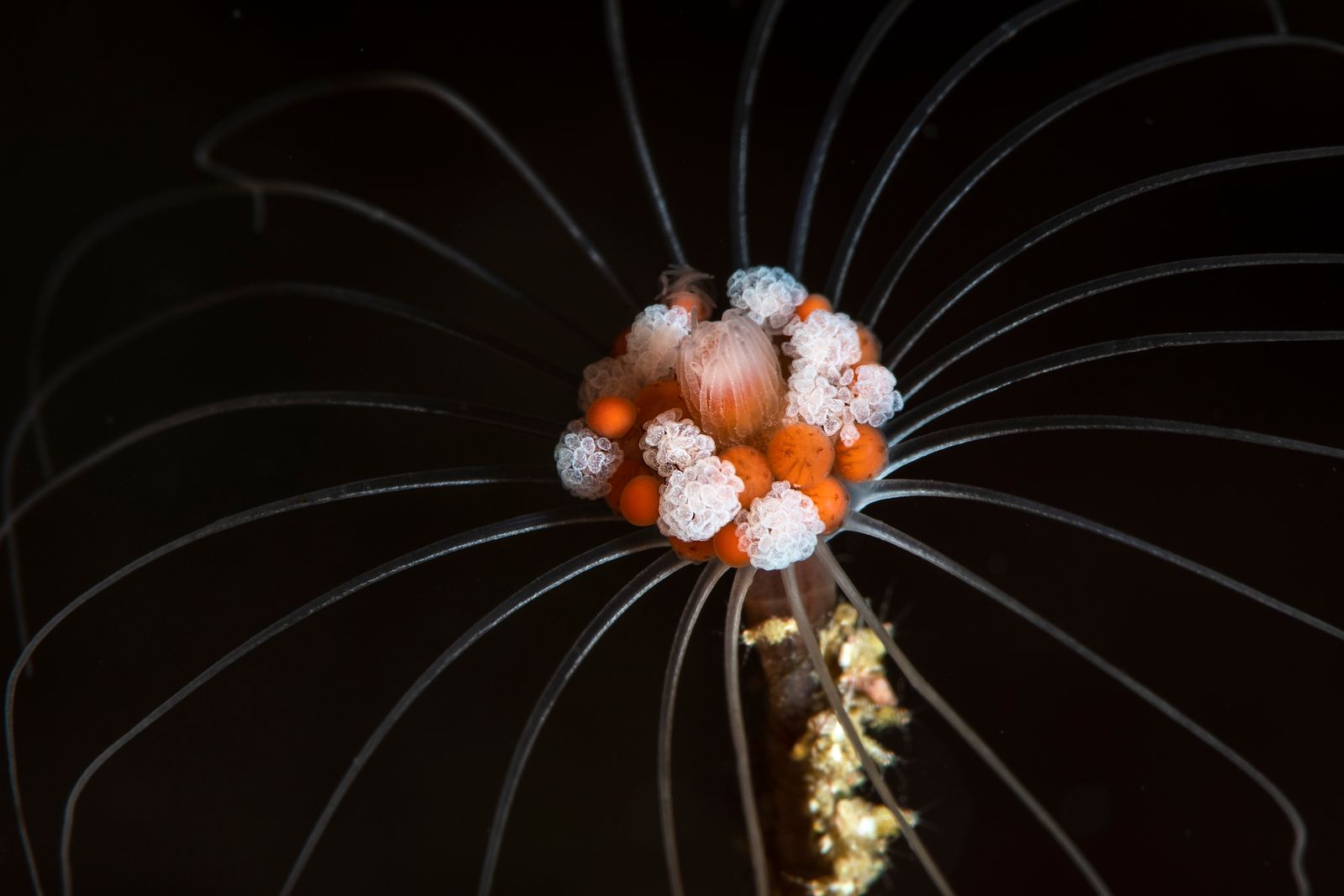 Solitary Hydroid in the Sea of Cortez