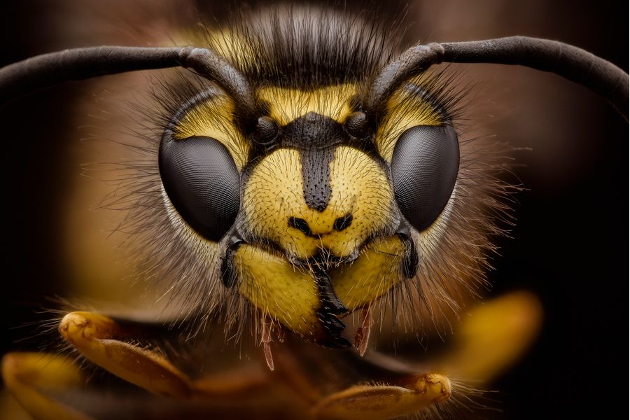 german wasp - Vespula germanica