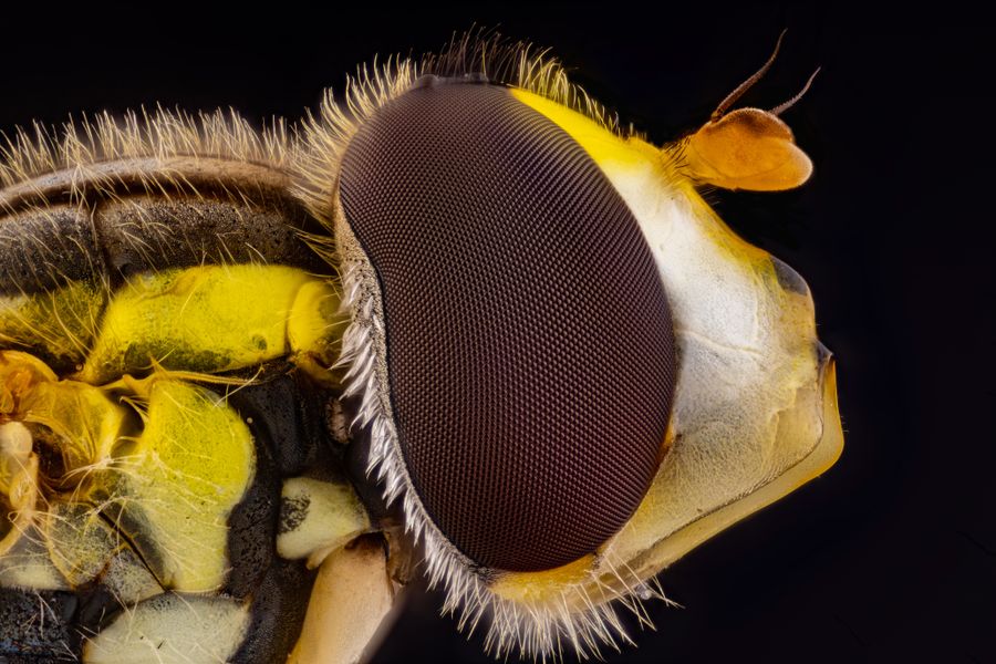 An extreme portrait of a hoverfly.