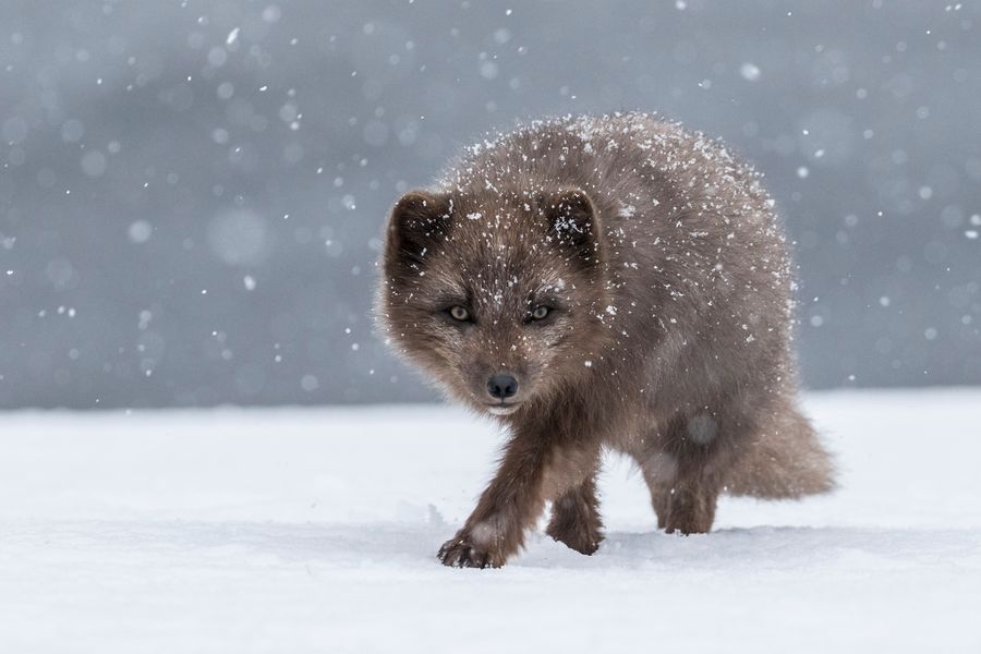 Arctic Fox in snow storm