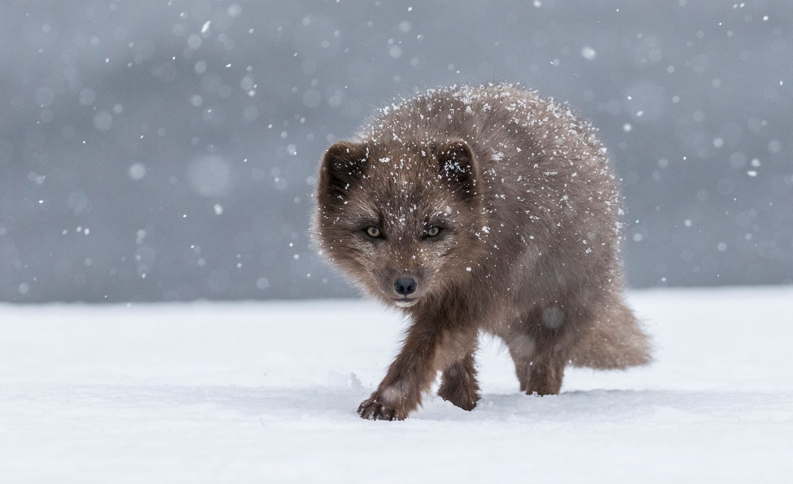 Arctic Fox in snow storm