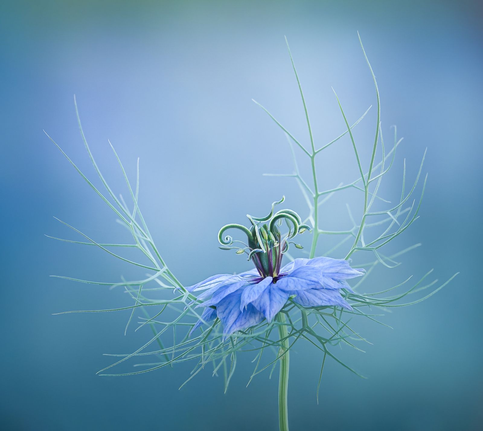 Nigella flower in evening light