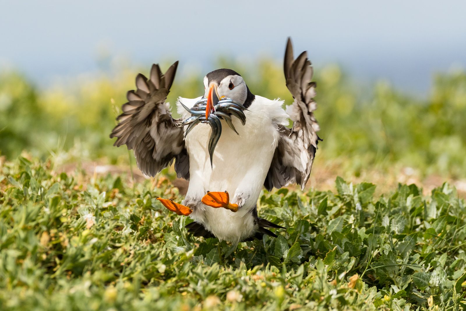 Puffin With Sand Eels Landing