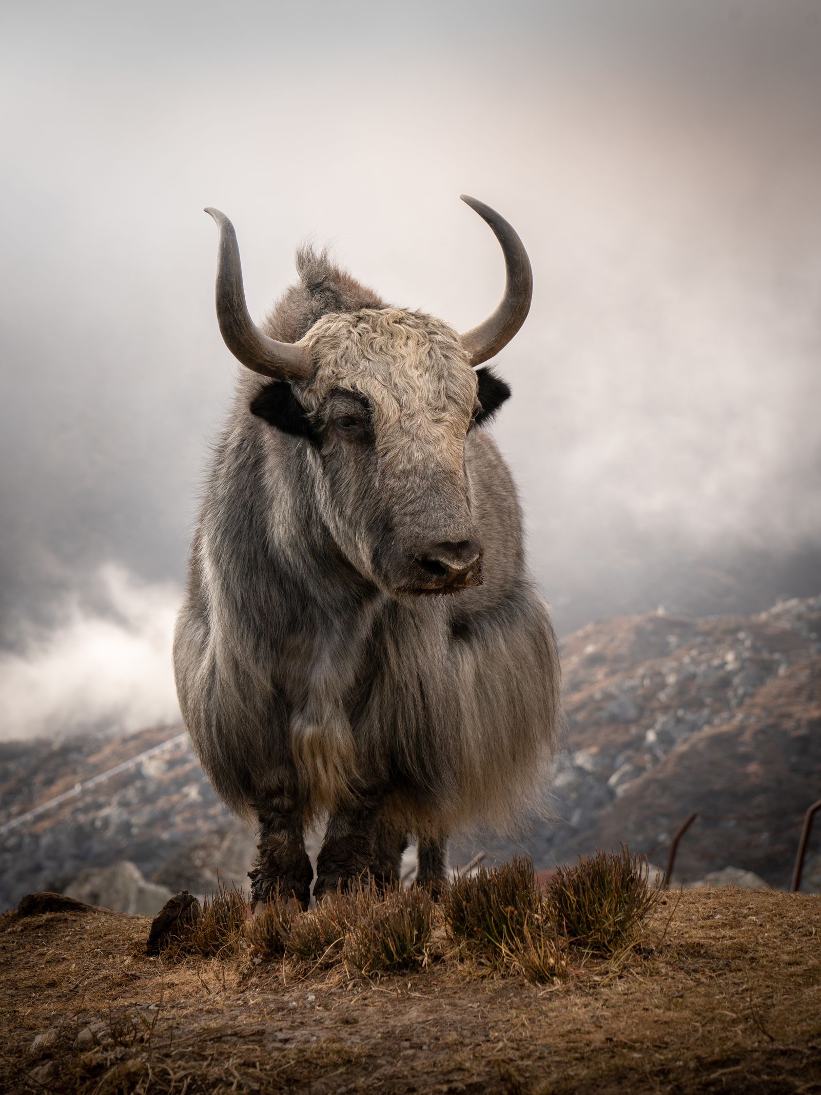 the-yak-pets-domesticated-animals-2019-shortlist-british