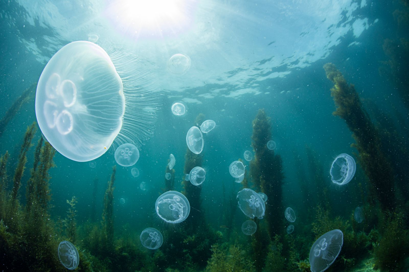 Magical moment with Moon jellyfish and Kelp forest