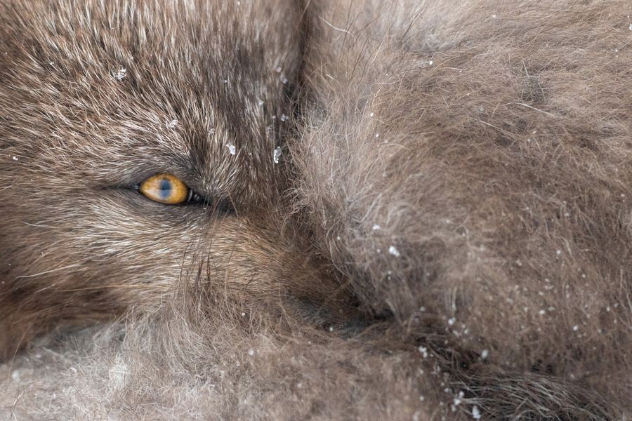 Ever watchful arctic fox