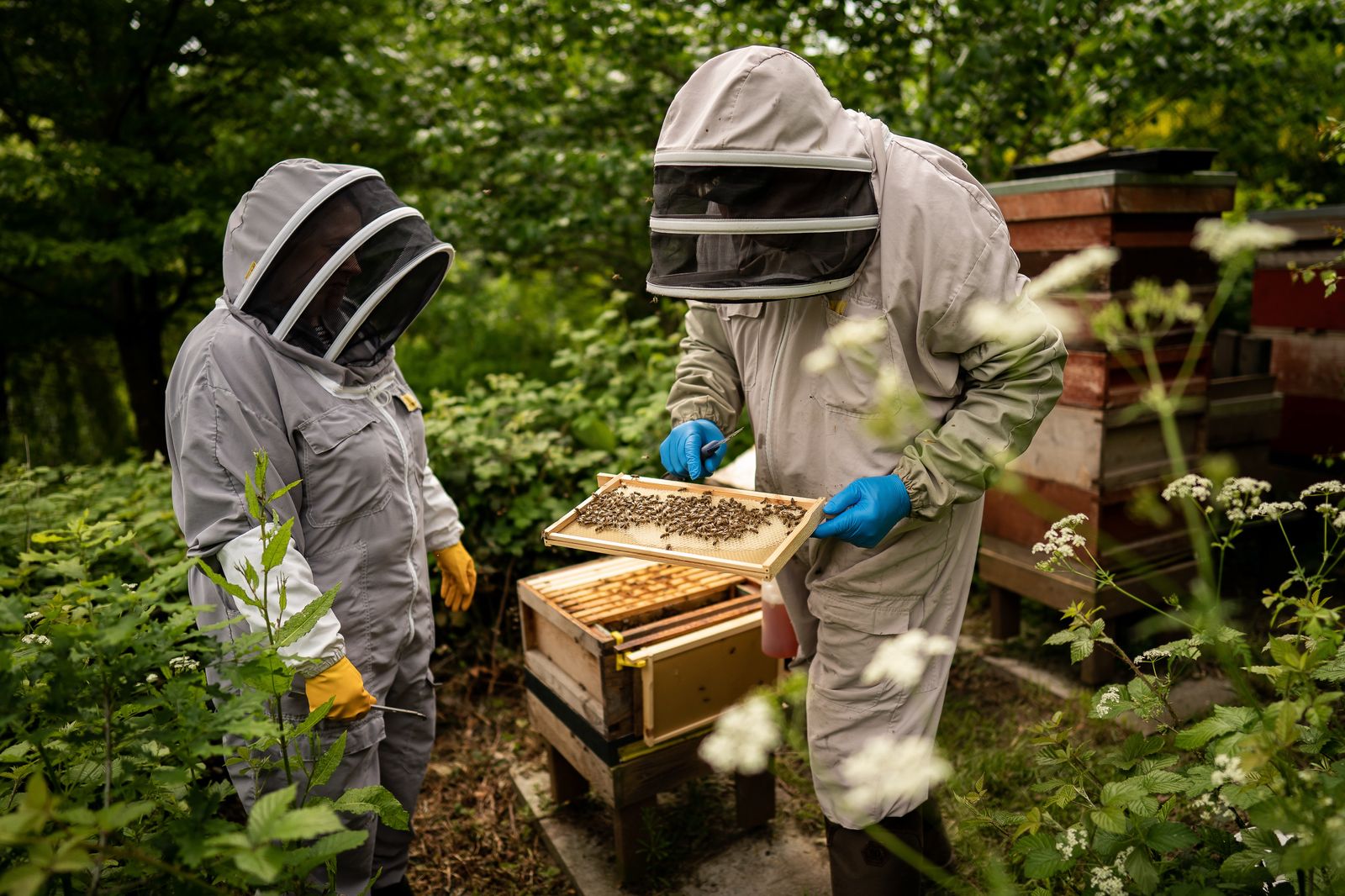 Royal Beekeepers 
