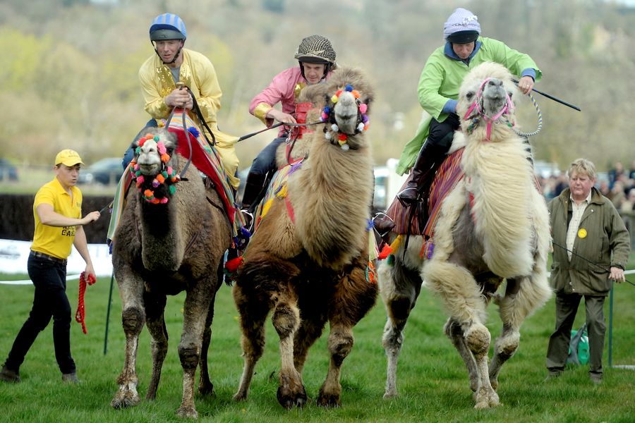 NORTH COTSWOLD HUNT POINT TO POINT CAMEL RACES EASTER MONDAY 10TH APRIL 23 PAUL NICHOLLS