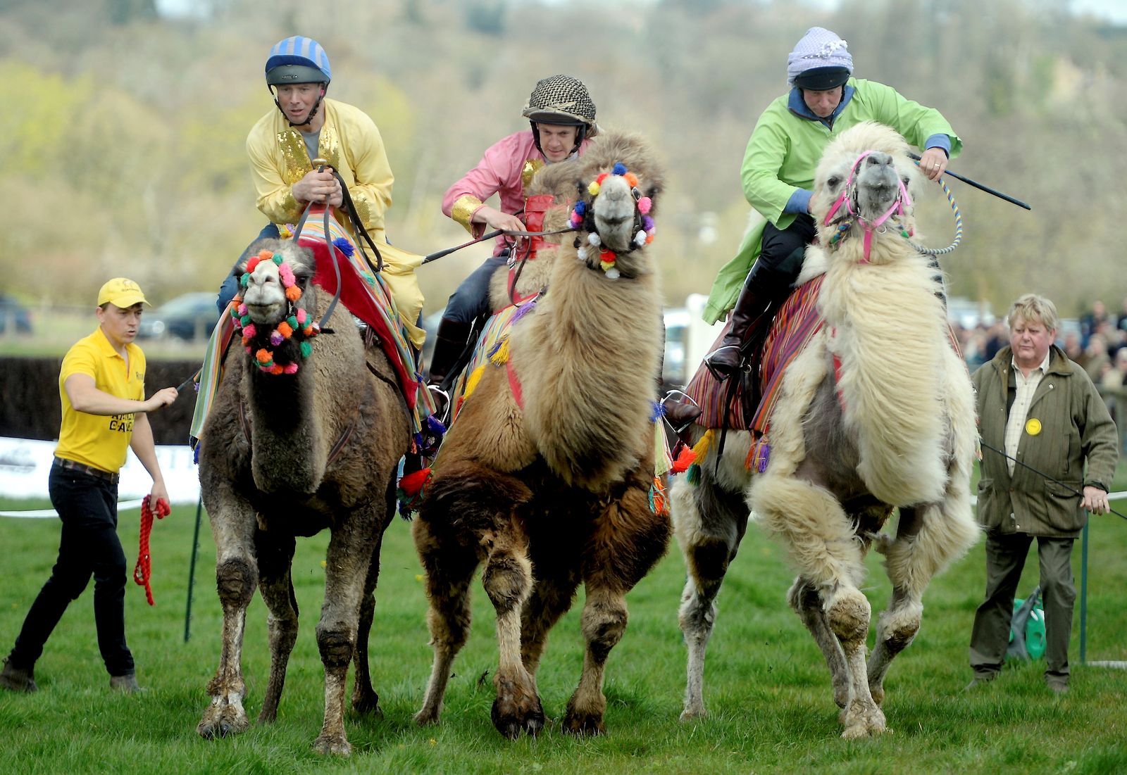 NORTH COTSWOLD HUNT POINT TO POINT CAMEL RACES EASTER MONDAY 10TH APRIL 23 PAUL NICHOLLS