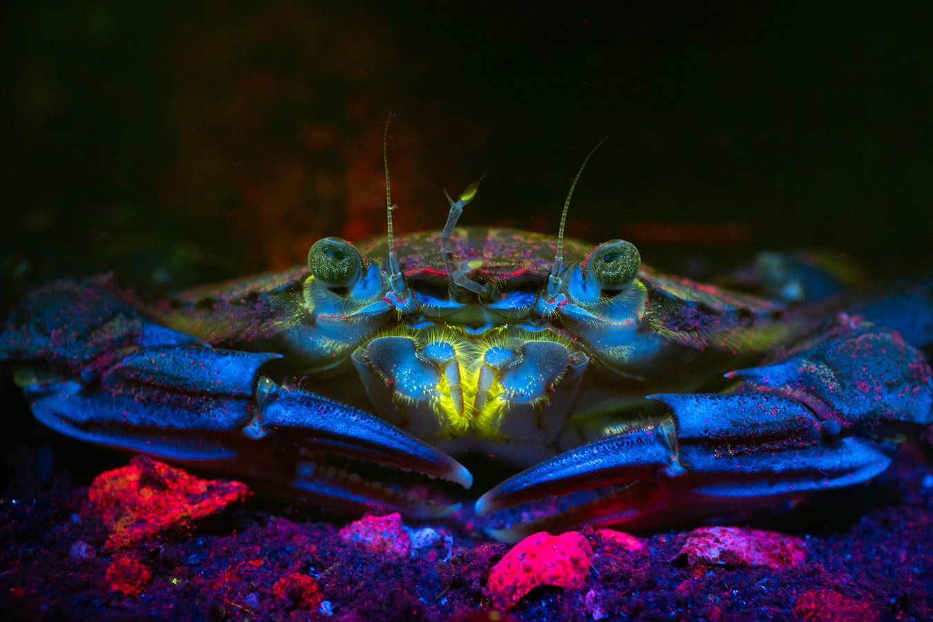 Fluorescent Harbour Crab