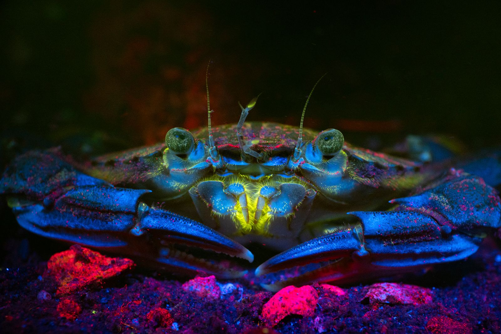 Fluorescent Harbour Crab
