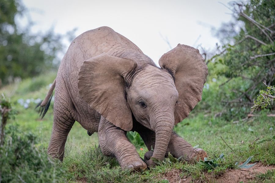 Defensive Baby Elephant