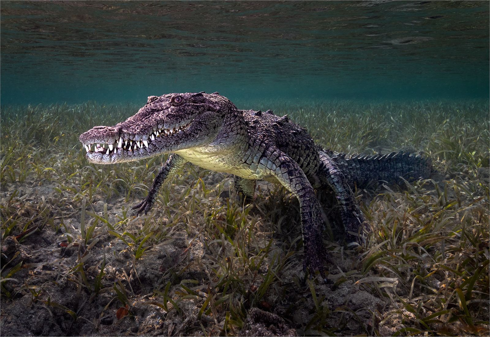 Saltwater Crocodile, Jardines de la Reina, Cuba