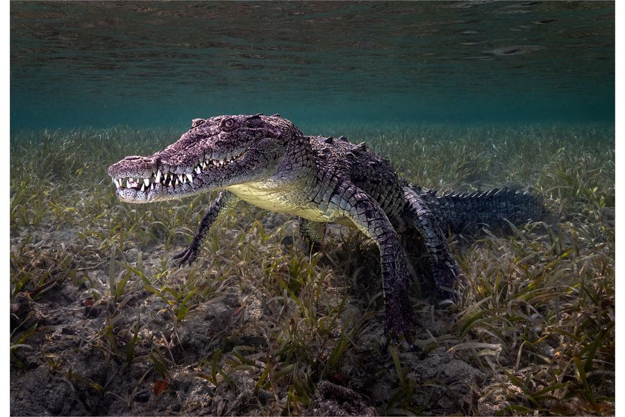 Saltwater Crocodile, Jardines de la Reina, Cuba