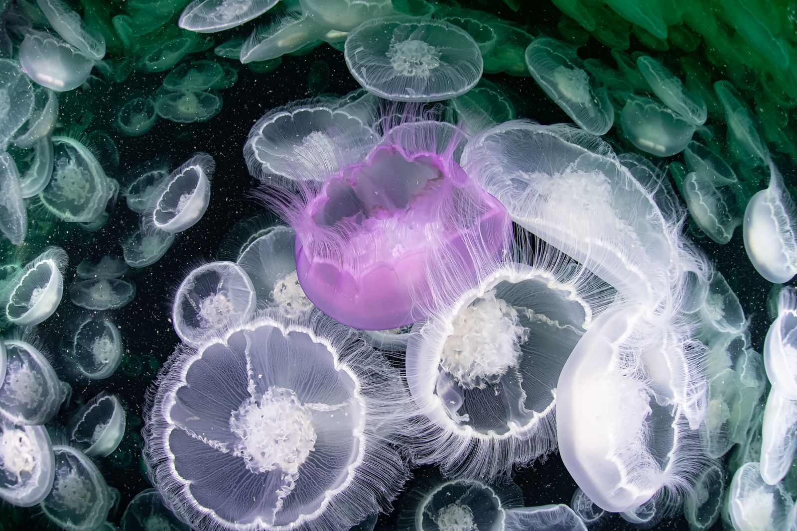 The marriage of Moon jellyfish