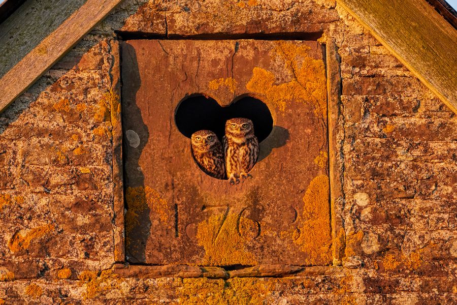 Little Owls in old barn