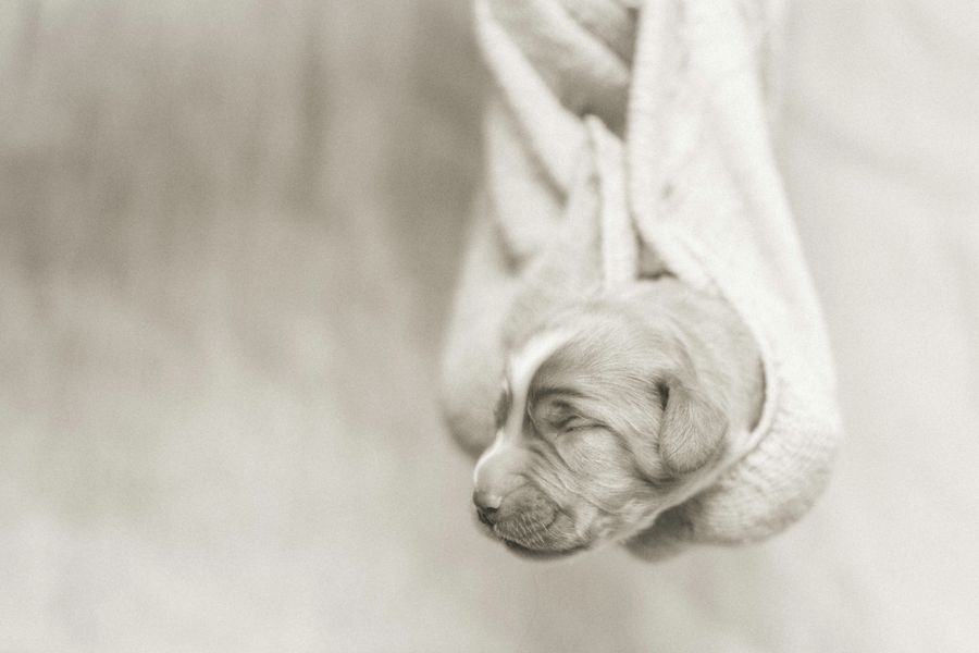 Newborn pup