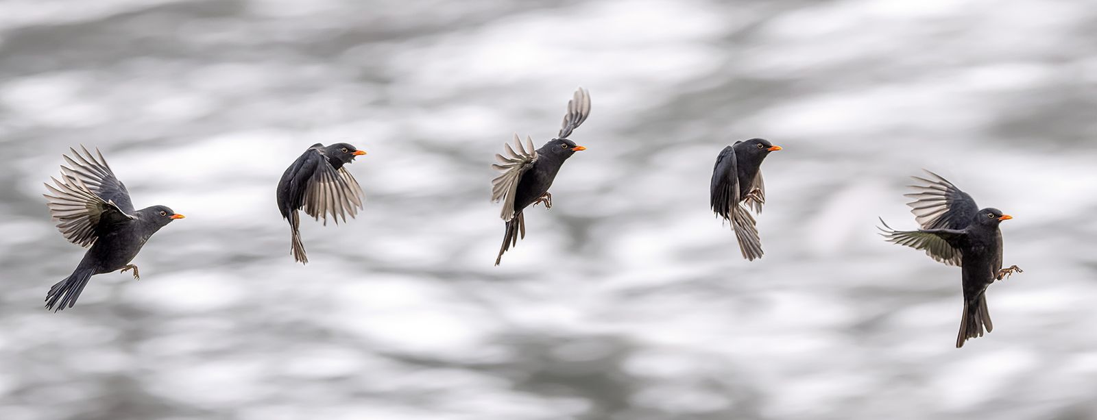 Blackbird in flight
