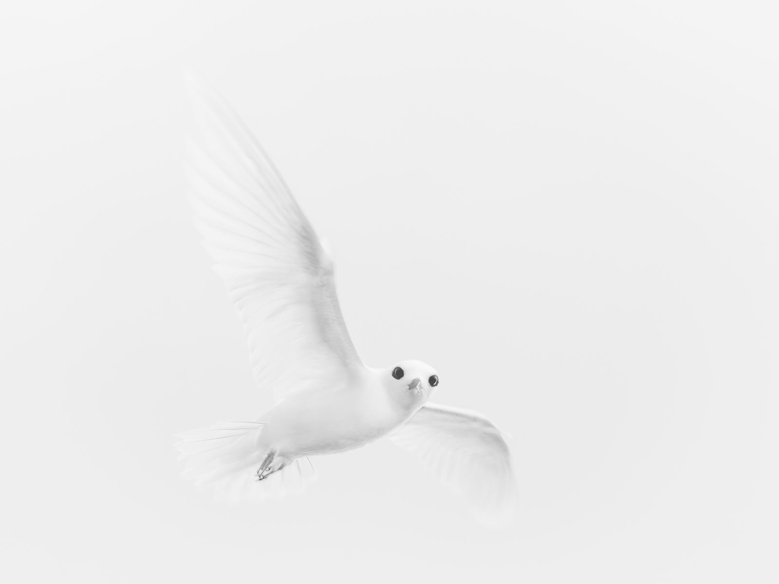 Ghost of a Fairy Tern