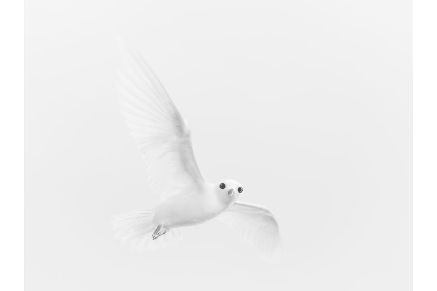 Ghost of a Fairy Tern
