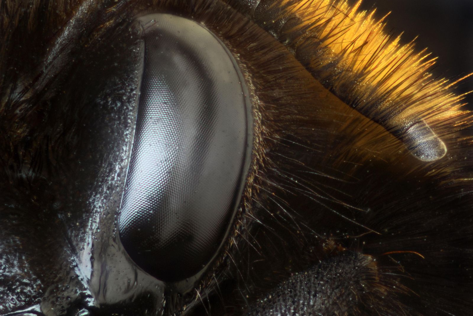 The eye of a Bee