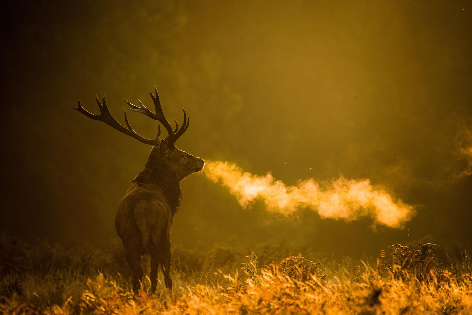 Exhaling Red Stag Carrying a Crow