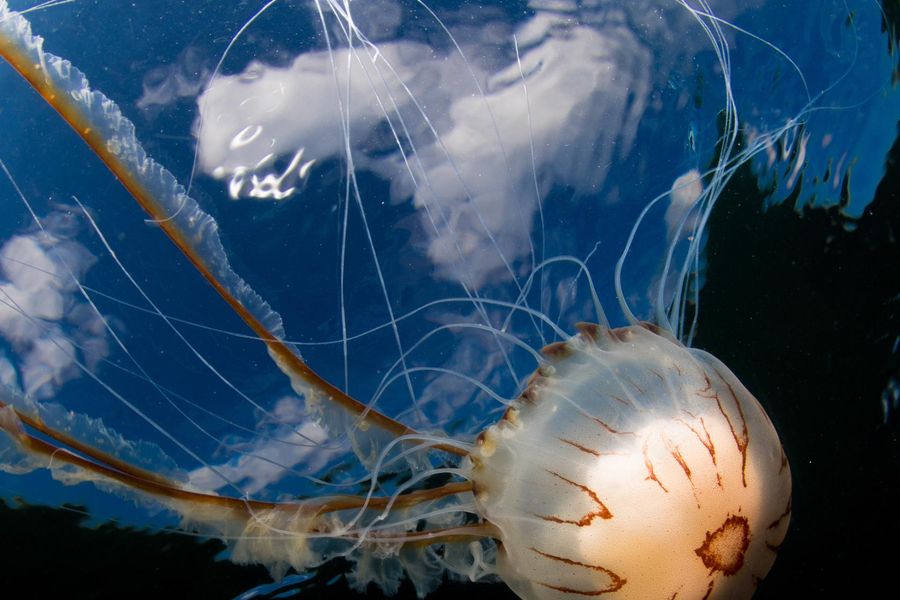Compass Jellyfish in Great Bay, Isles of Scilly