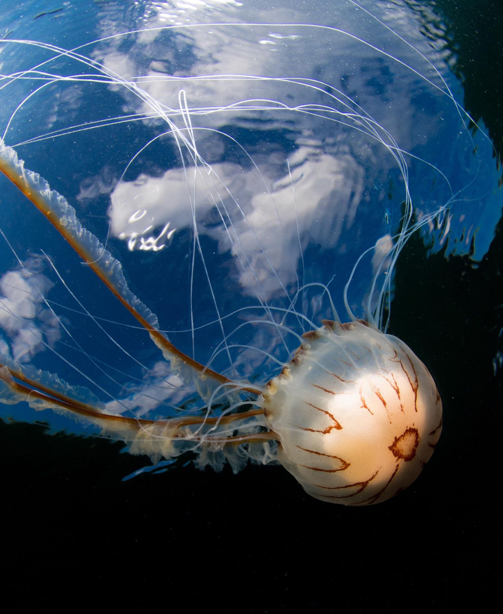 Compass Jellyfish in Great Bay, Isles of Scilly