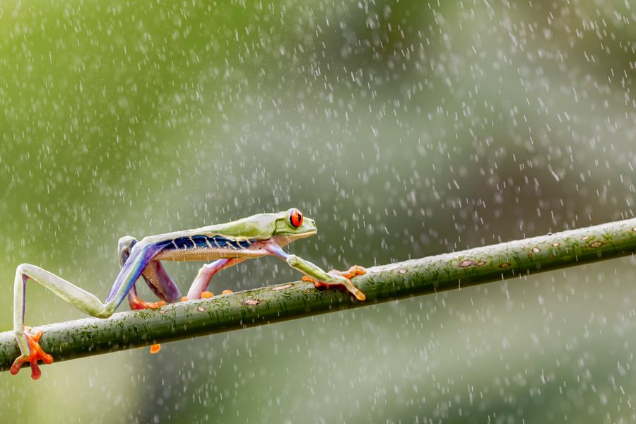 Red eyed tree frog
