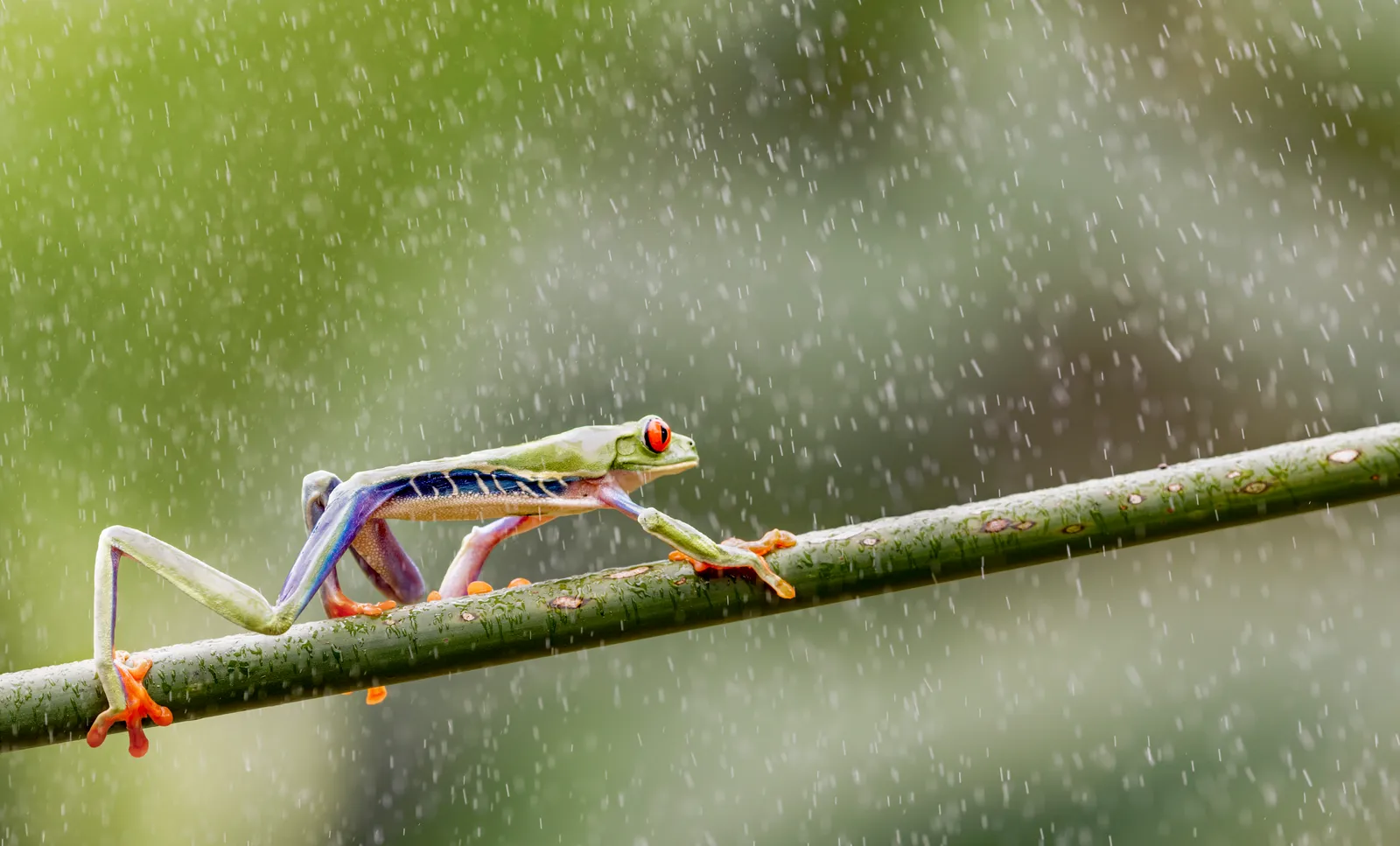 Red eyed tree frog