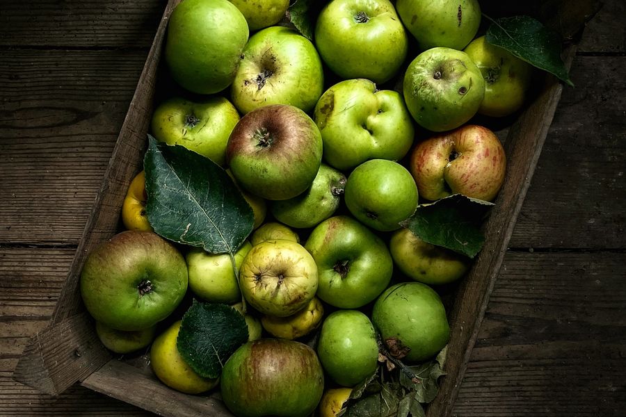 A tray of windfall apples in mum's Shed