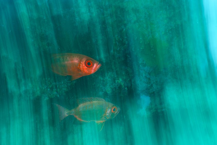 red fish in the red sea