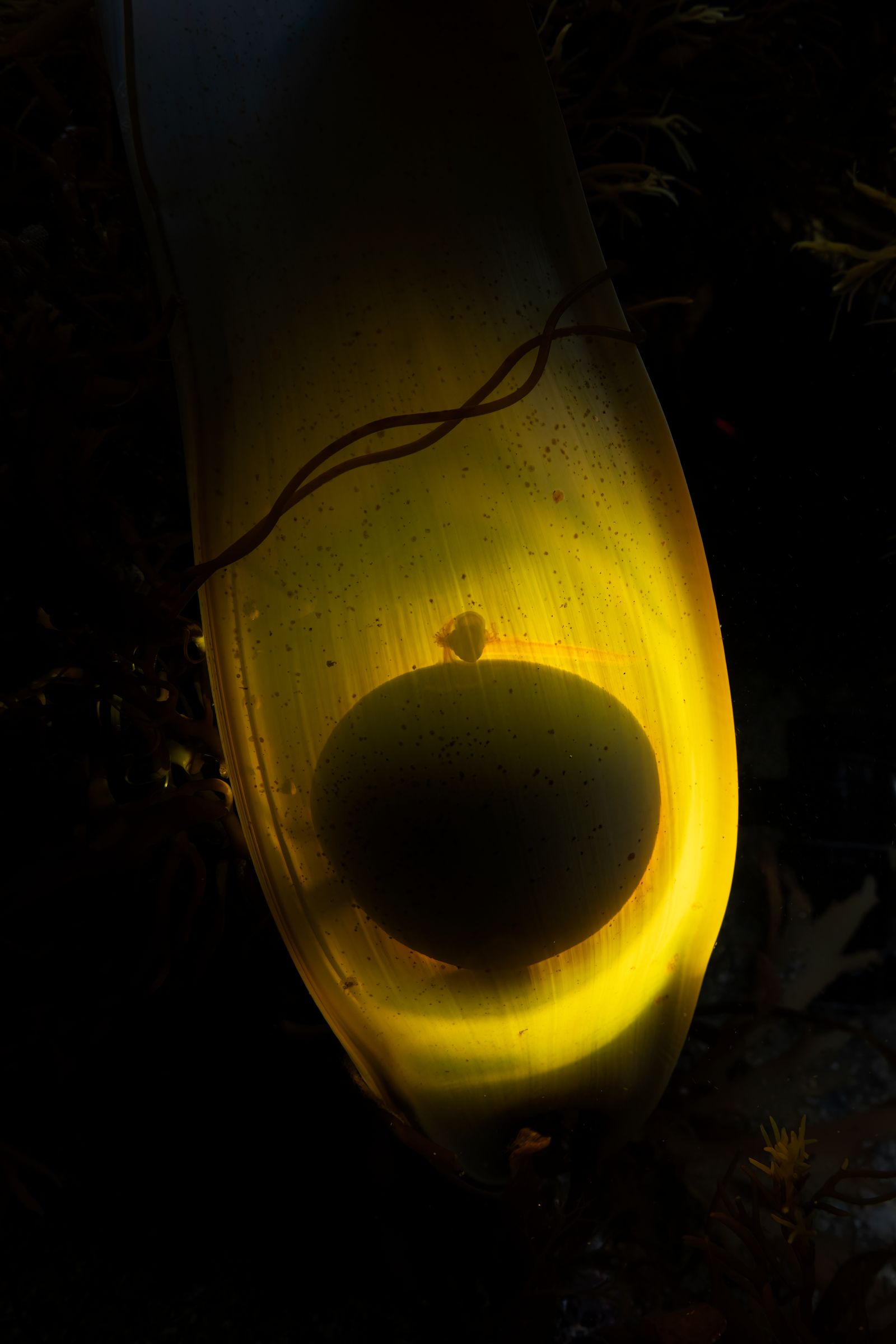 Incubation