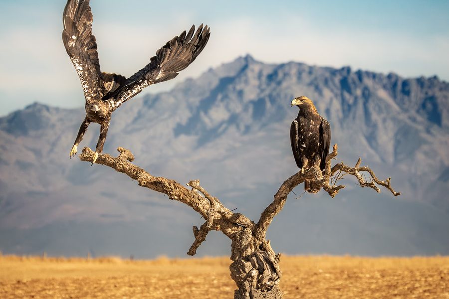 Where eagles dare