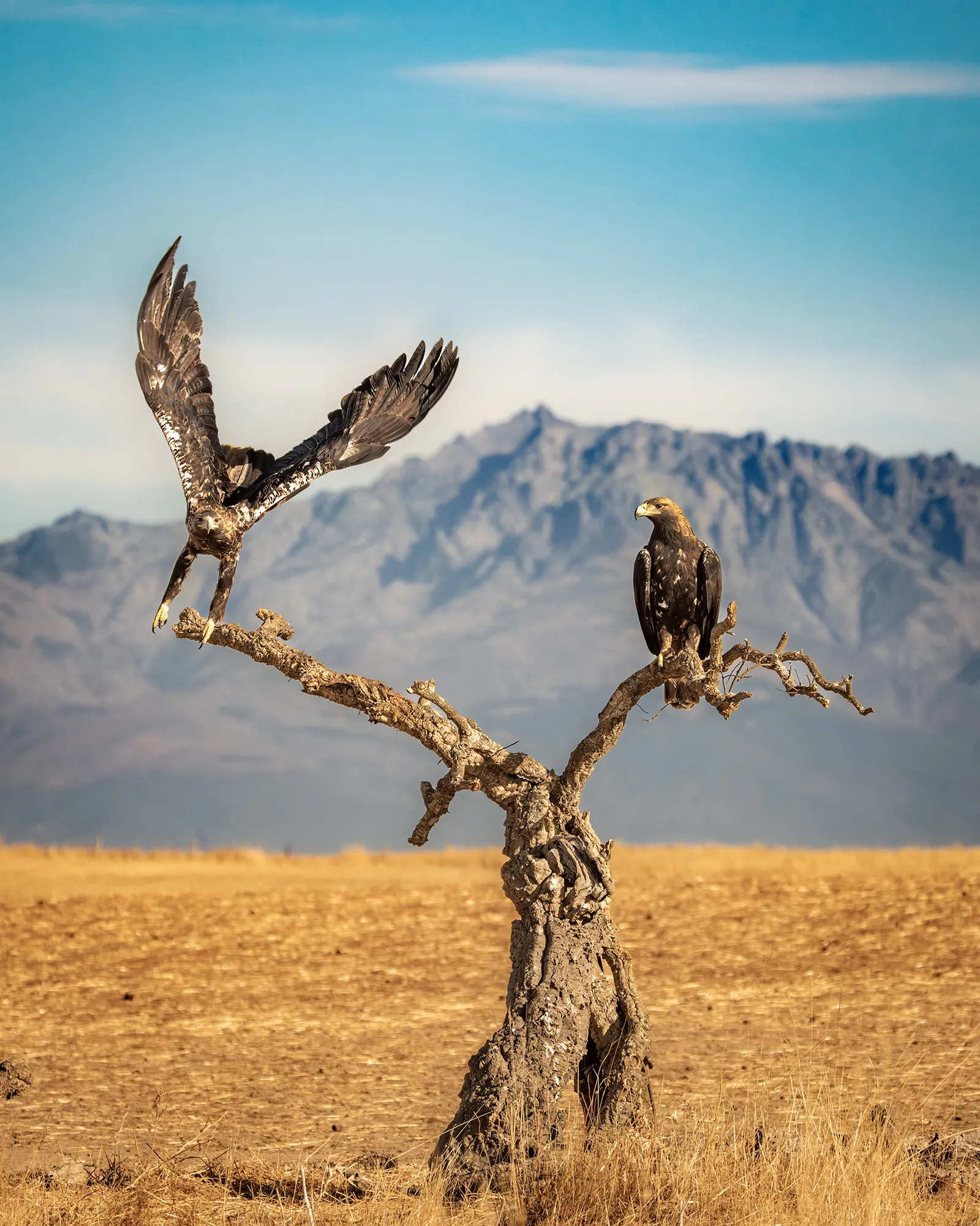 Where eagles dare