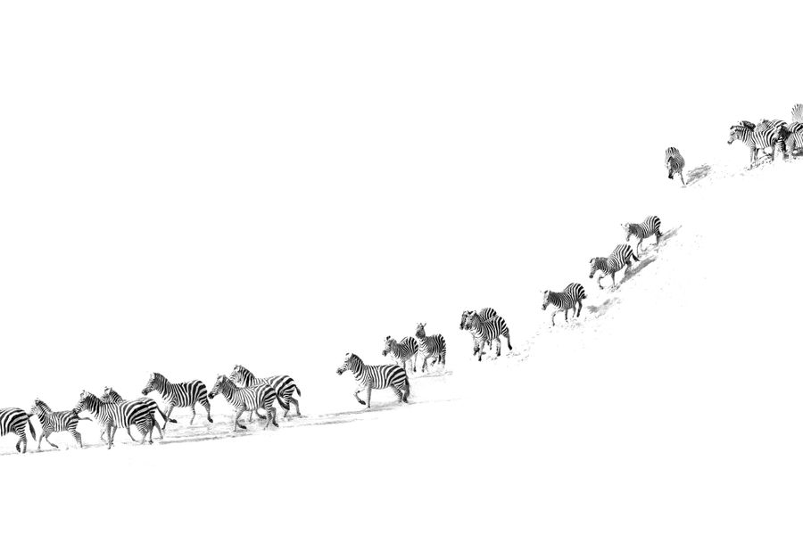 Zebra Crossing