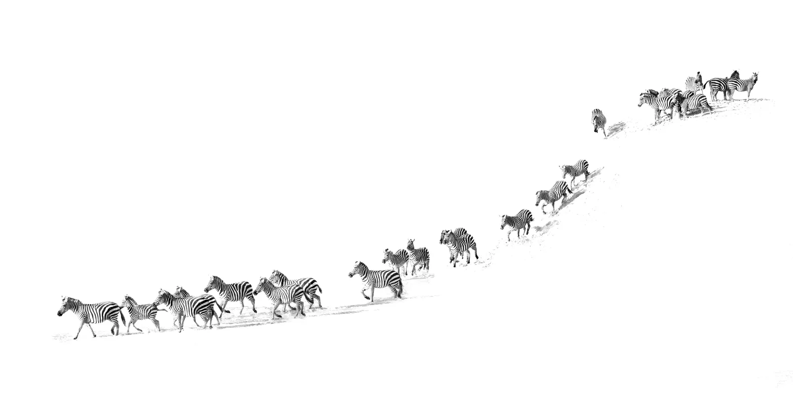 Zebra Crossing