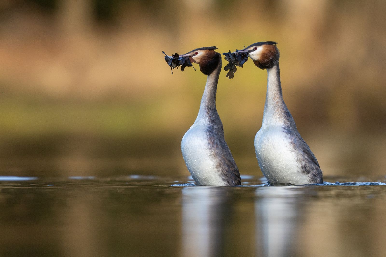 The Oak Leaf Dance